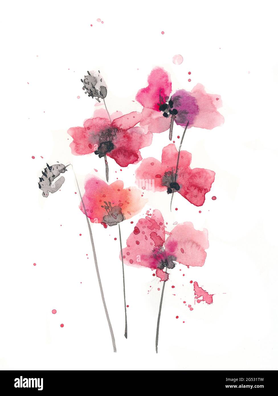 Handgezeichnete Tusche und Aquarell Illustration: Rote Mohnblumen Blumen und Knospen isoliert auf weißem Hintergrund Stockfoto