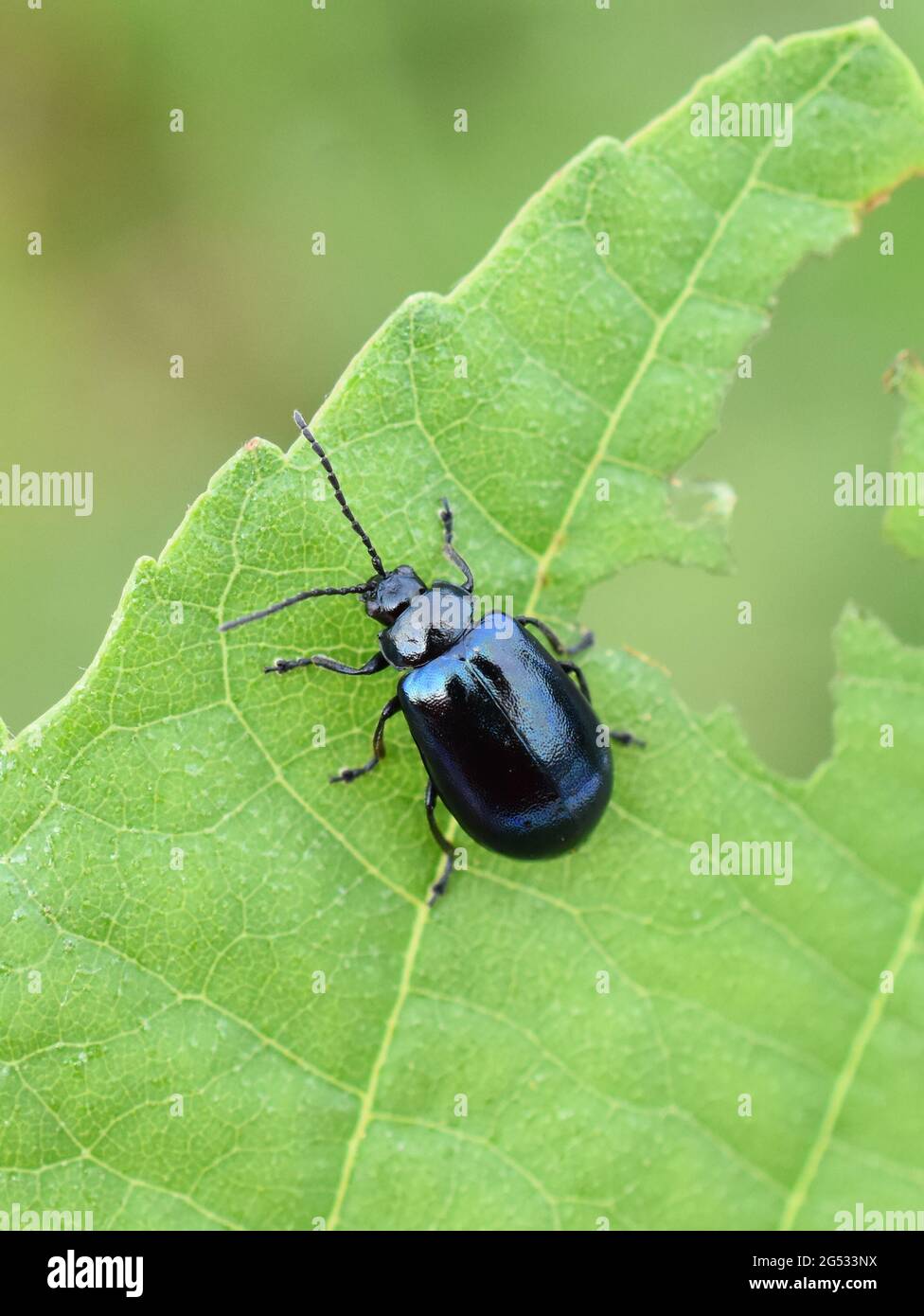 Der Erlenblattkäfer Agelastica alni auf grünem Blatt Stockfoto