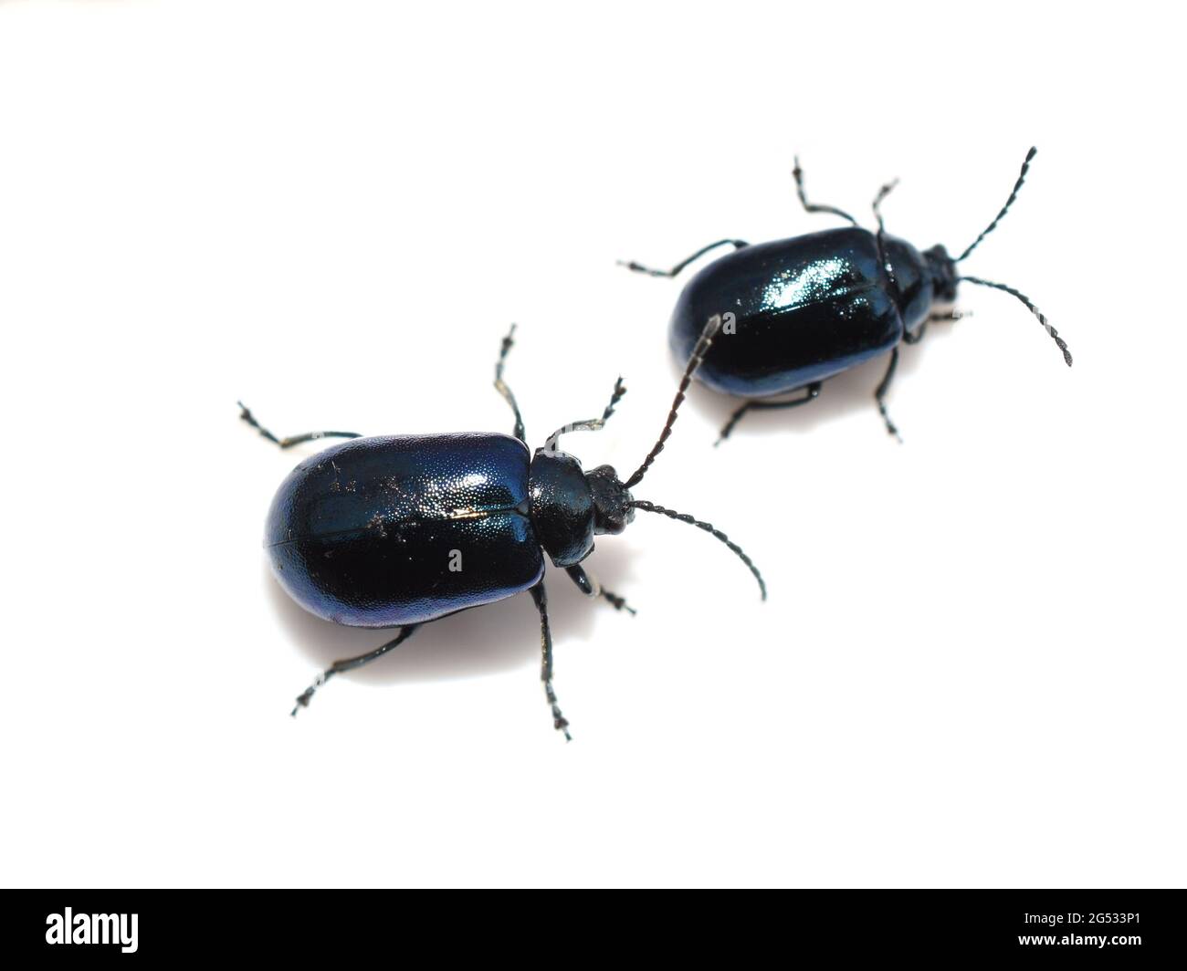 Der Erlenblattkäfer Agelastica alni isoliert auf weißem Hintergrund Stockfoto