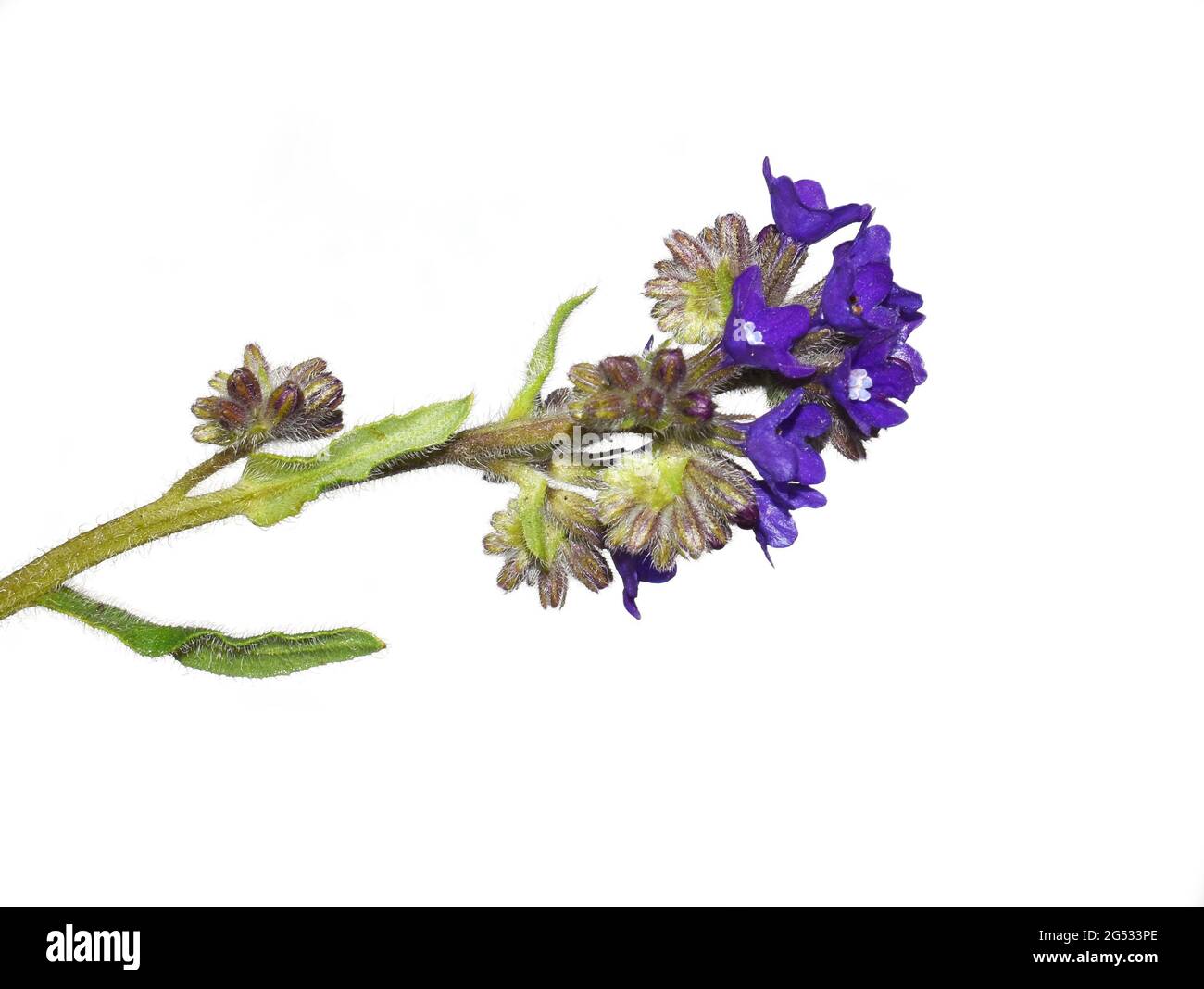 Heilkraut aus bugloss Anchusa officinalis auf weißem Hintergrund Stockfoto