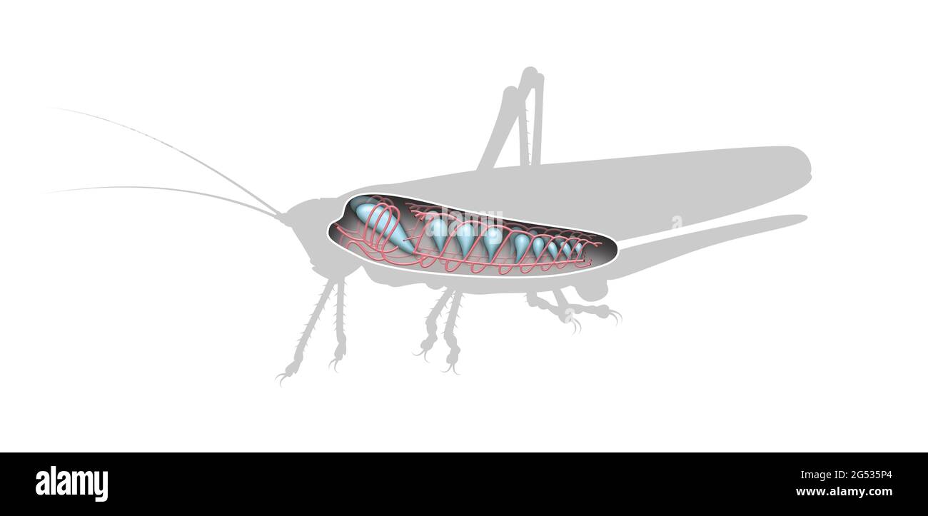 Diagramm des Grasshopper-Atmungssystems. Der Prozess des Einatmens von Insekten Stockfoto