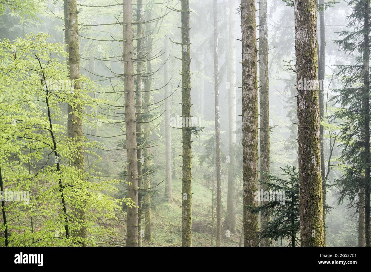Nebliger und regnerischer Frühlingswald im Emmental Stockfoto
