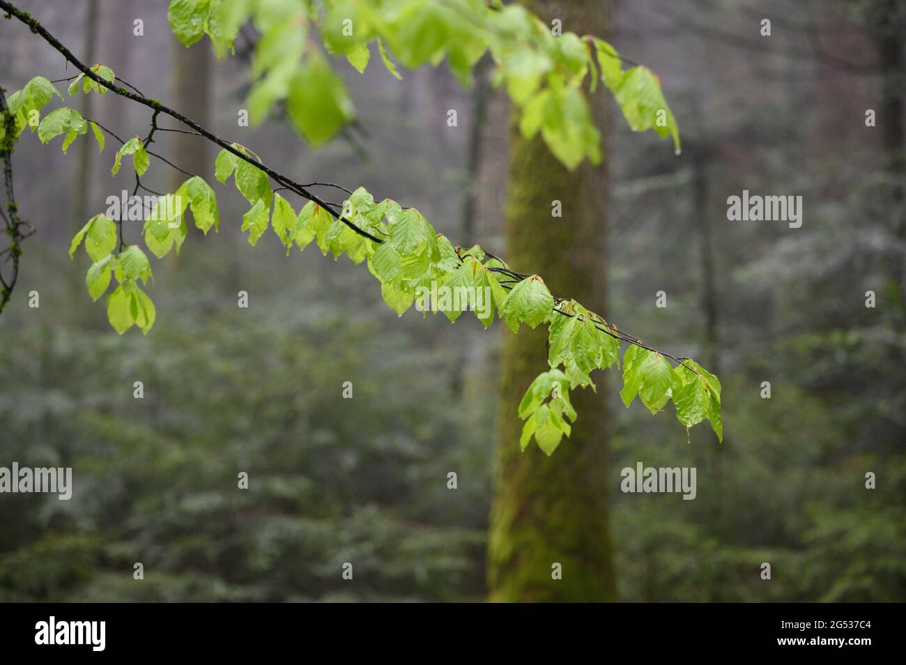 Nebliger und regnerischer Frühlingswald im Emmental Stockfoto