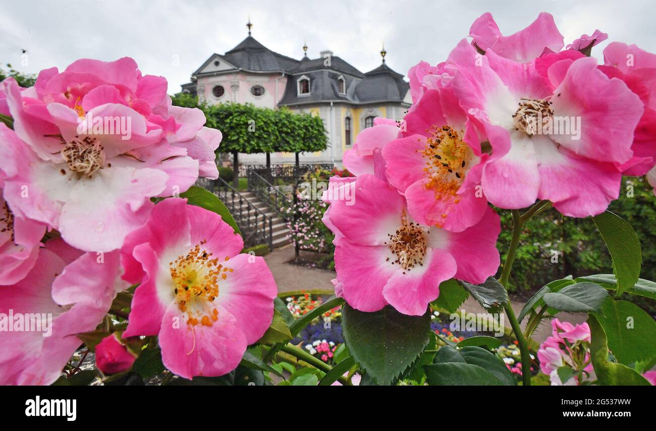 Dornburg, Deutschland. Juni 2021. Das Rokoko-Schloss als eines der drei Dornburger Schlösser ist ein galoppes Lustschloss des 18. Jahrhunderts. Der Komplex gehört zur Stiftung Thüringer Schlösser und Gärten. Am selben Tag wurde zwischen dem Bund und den Ländern Sachsen-Anhalt und Thüringen eine Vereinbarung über ein 400 Millionen Euro-Investitionsprogramm für Schlösser und Gärten unterzeichnet. Quelle: Martin Schutt/dpa-Zentralbild/dpa/Alamy Live News Stockfoto