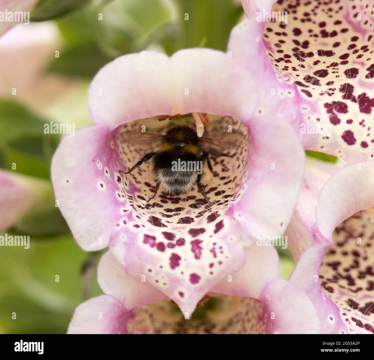 Eine Bumble Bee in einer Fuchshandschuhblume mit vollen Pollenbeuteln an den Hinterbeinen. Diese Fütterungsaktivität hilft der Pflanze, sich zu bestäuben Stockfoto