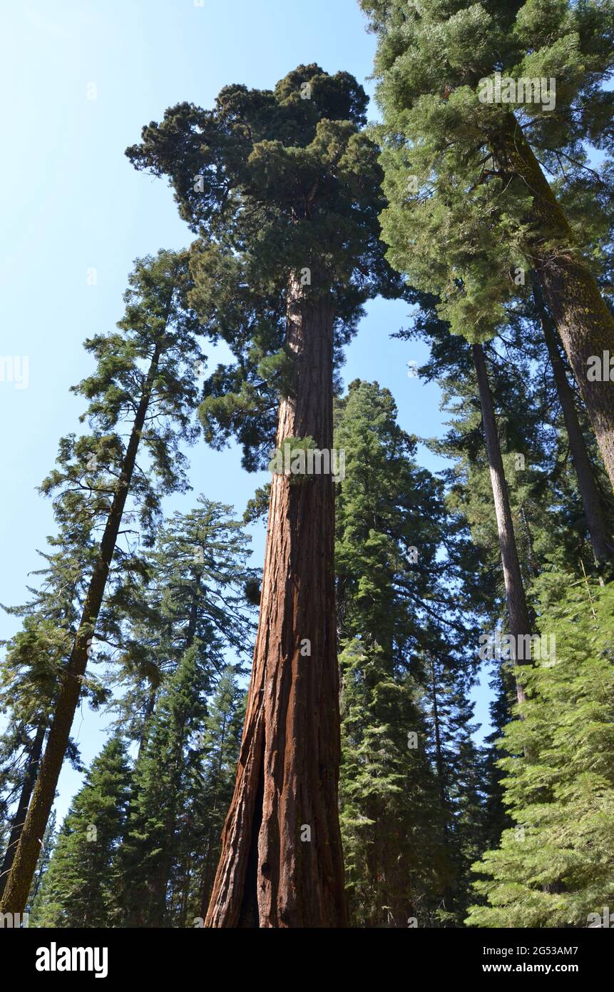 Riesige Sequoias im Mariposa Grove Yosemite National Park Stockfoto