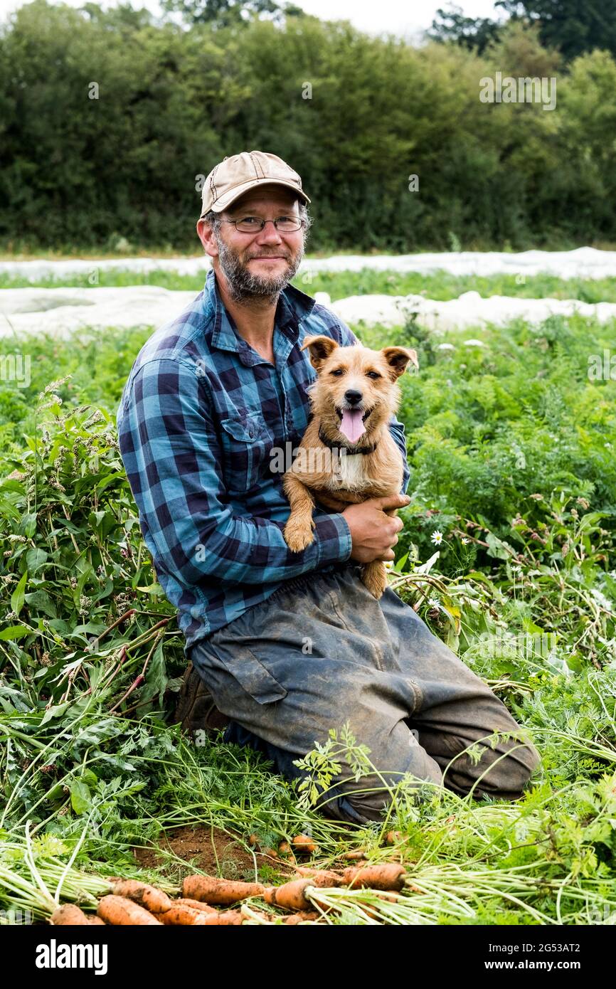 Bauer kniet auf einem Feld und hält einen Haufen frisch gepflückter Karotten. Stockfoto