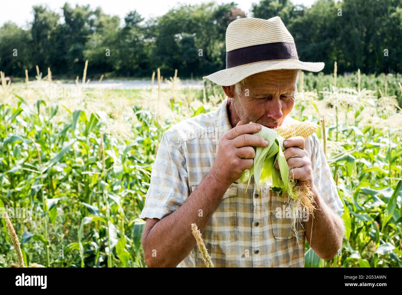 Bauer steht auf einem Feld und isst frisch gepflückten Mais. Stockfoto