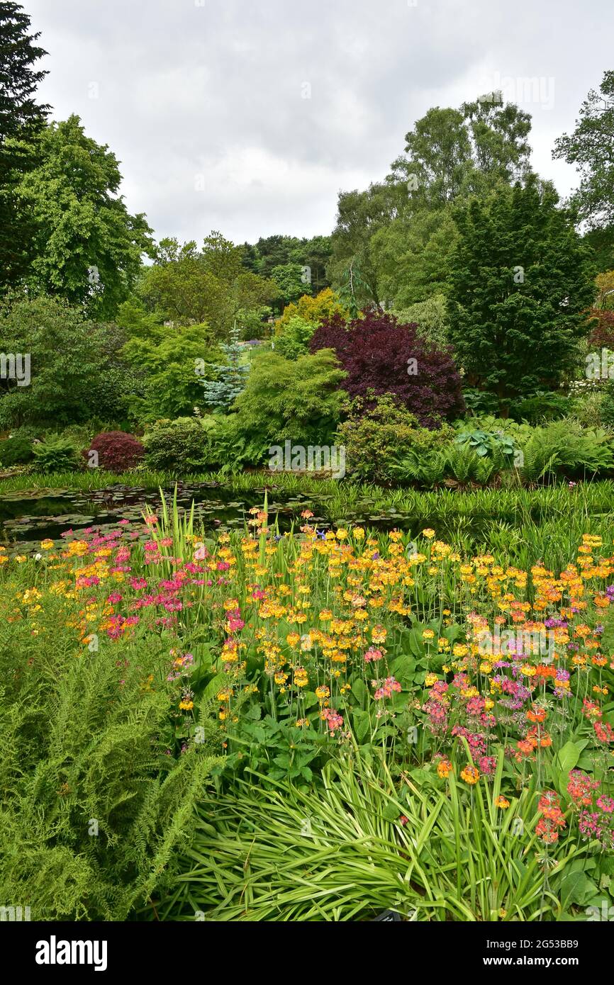 Kleiner Teich, RHS Harlow Carr Gardens, Harrogate, North Yorkshire Stockfoto