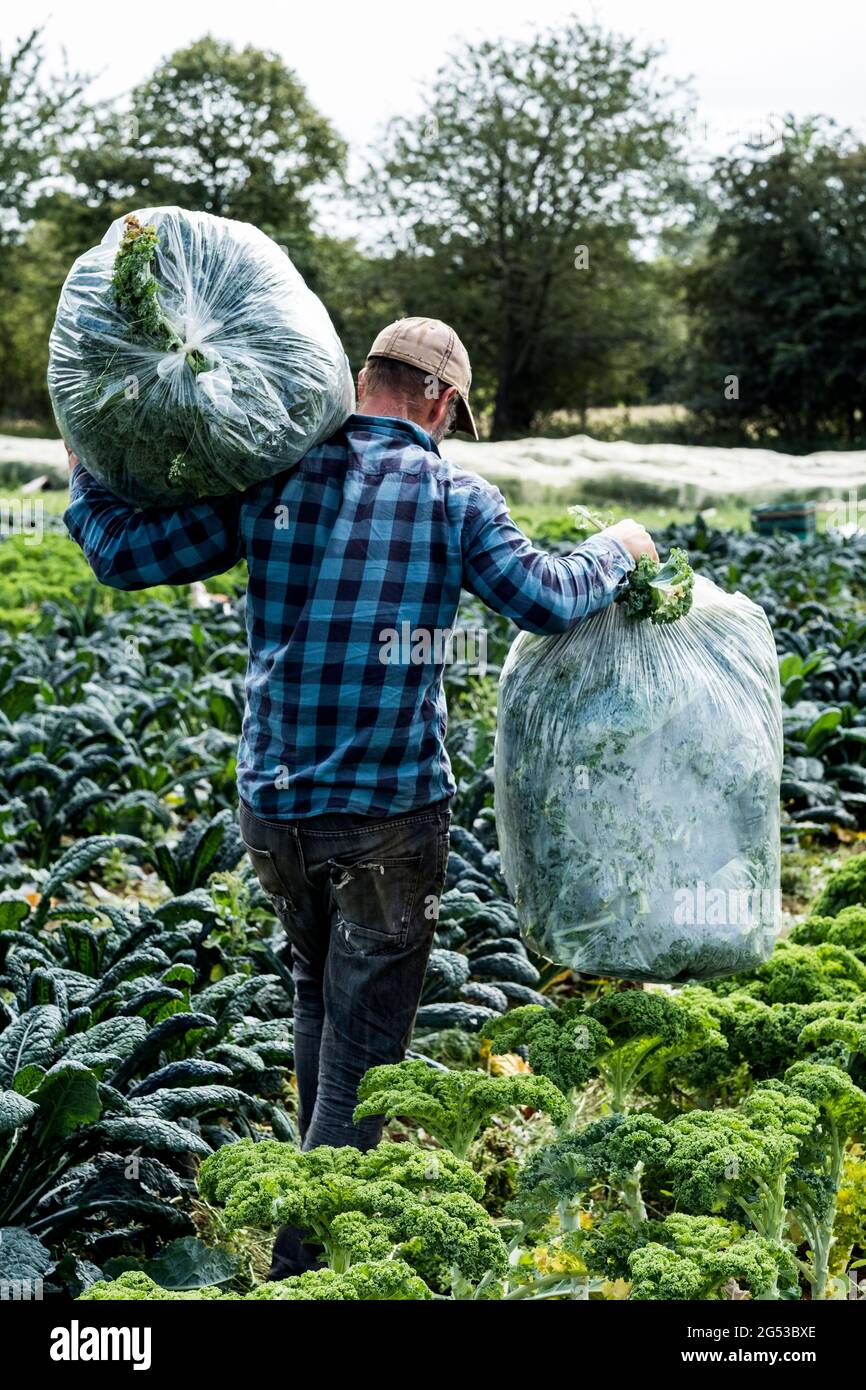 Rückansicht des Bauern, der auf einem Feld läuft und große Plastiktüten mit lockigen Grünkohlen trägt. Stockfoto