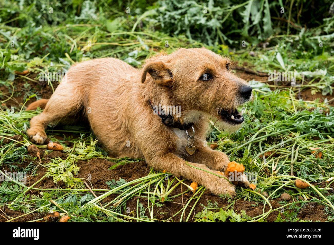 Netter Hund, der auf einem Feld liegt und Karotten isst. Stockfoto