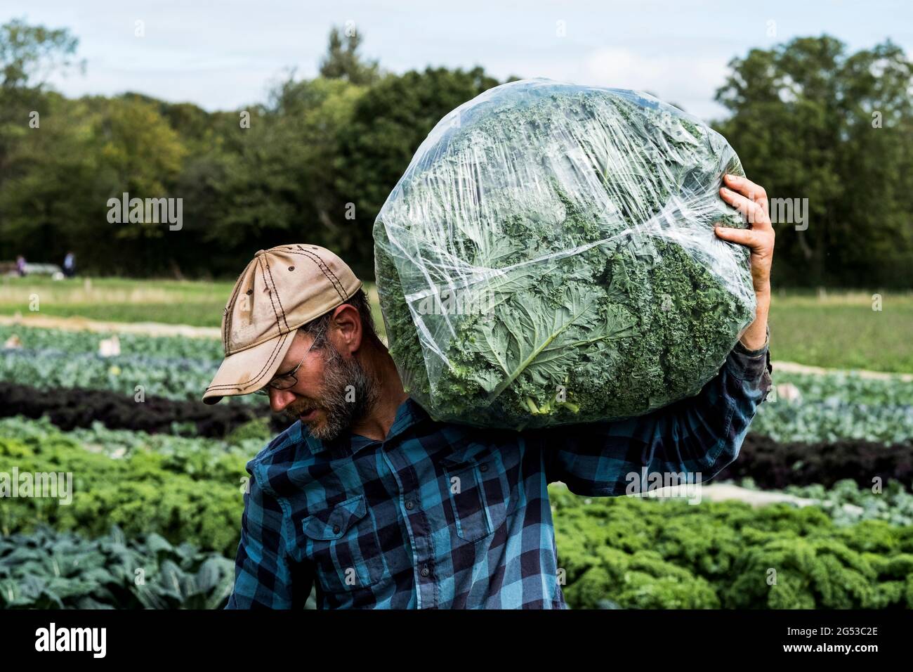 Landwirt, der auf einem Feld läuft und große Plastiktüten mit lockigen Grünkohlen trägt. Stockfoto