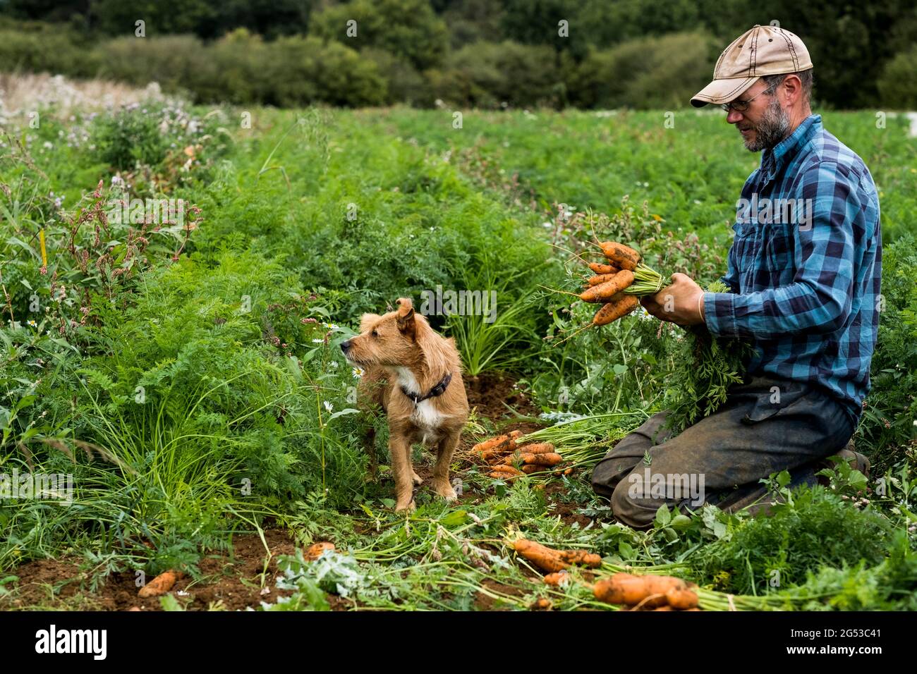 Bauer kniet auf einem Feld und hält einen Haufen frisch gepflückter Karotten. Stockfoto