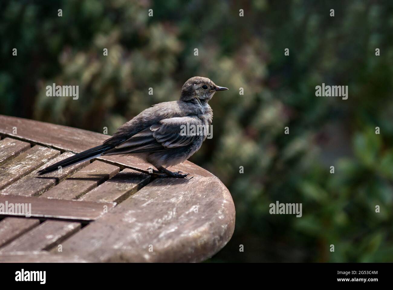 Junge junge, junge, junge Rotstelze oder weiße Bachstelze (Motacilla alba), die bei Sonnenschein auf dem Terrassentisch in Schottland, Großbritannien, thront Stockfoto