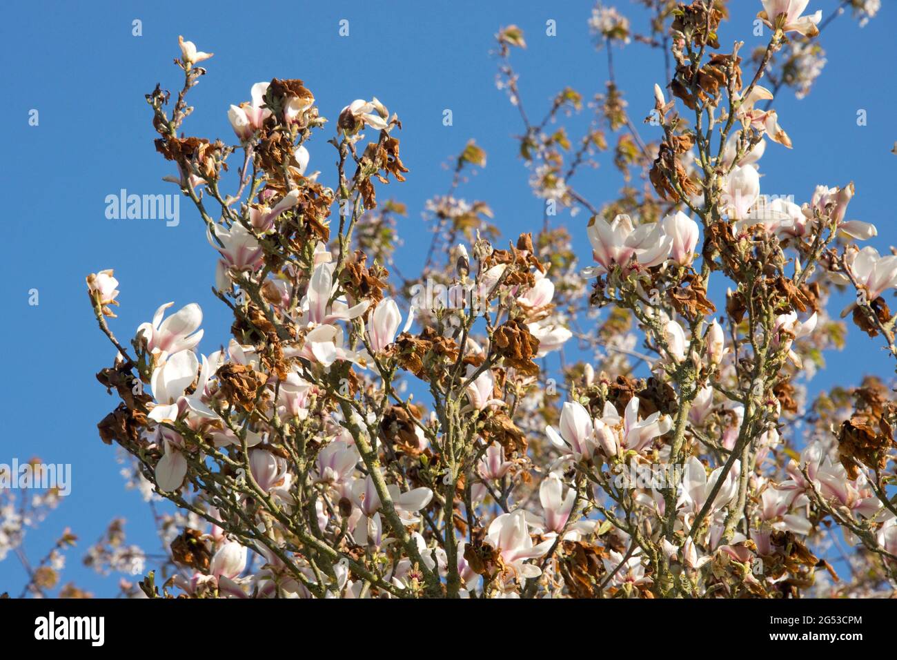 Schwere Kälteschäden, Verbrennungen an chinesischen oder untertassen Magnolien (Magnolia x soulangeana) Blüten nach einem späten Frost, in der Stadt, im April Stockfoto