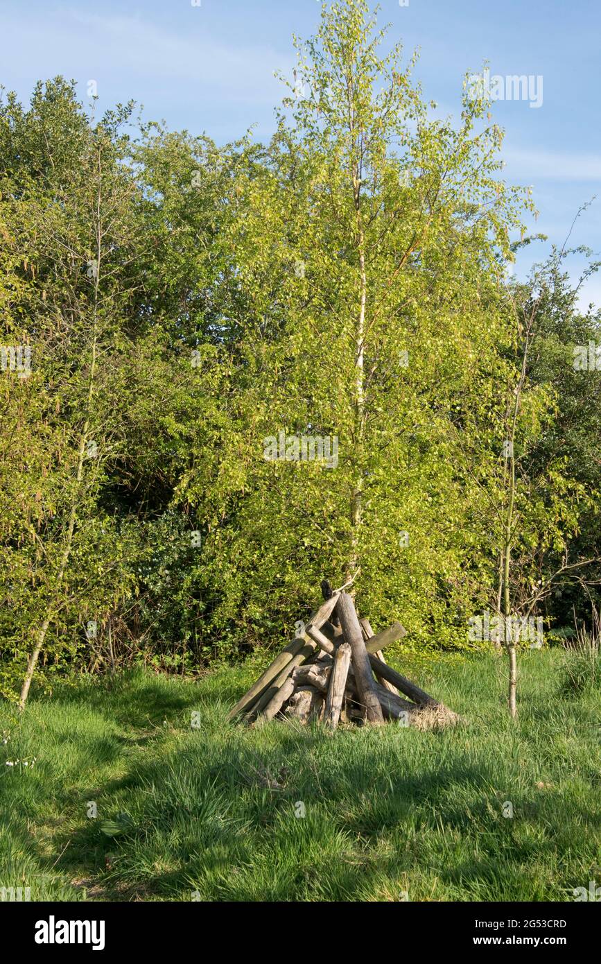 Kleine junge, raue Gartenwälder mit Bäumen, langem Gras, Tierspuren und einem Holzstapel Unterschlupf für Säugetiere und Wirbellose, Bergland, April Stockfoto