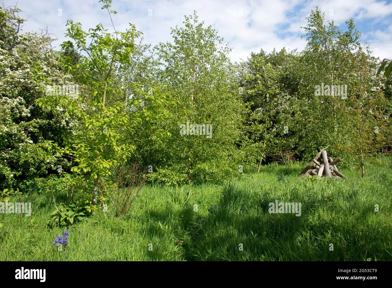 Kleine junge raue Gartenwälder mit Bäumen im Frühjahr, langes Gras, Bluebells und ein Holzstapel Schutz für Säugetiere und wirbellose Tiere, berkshire, Mai Stockfoto