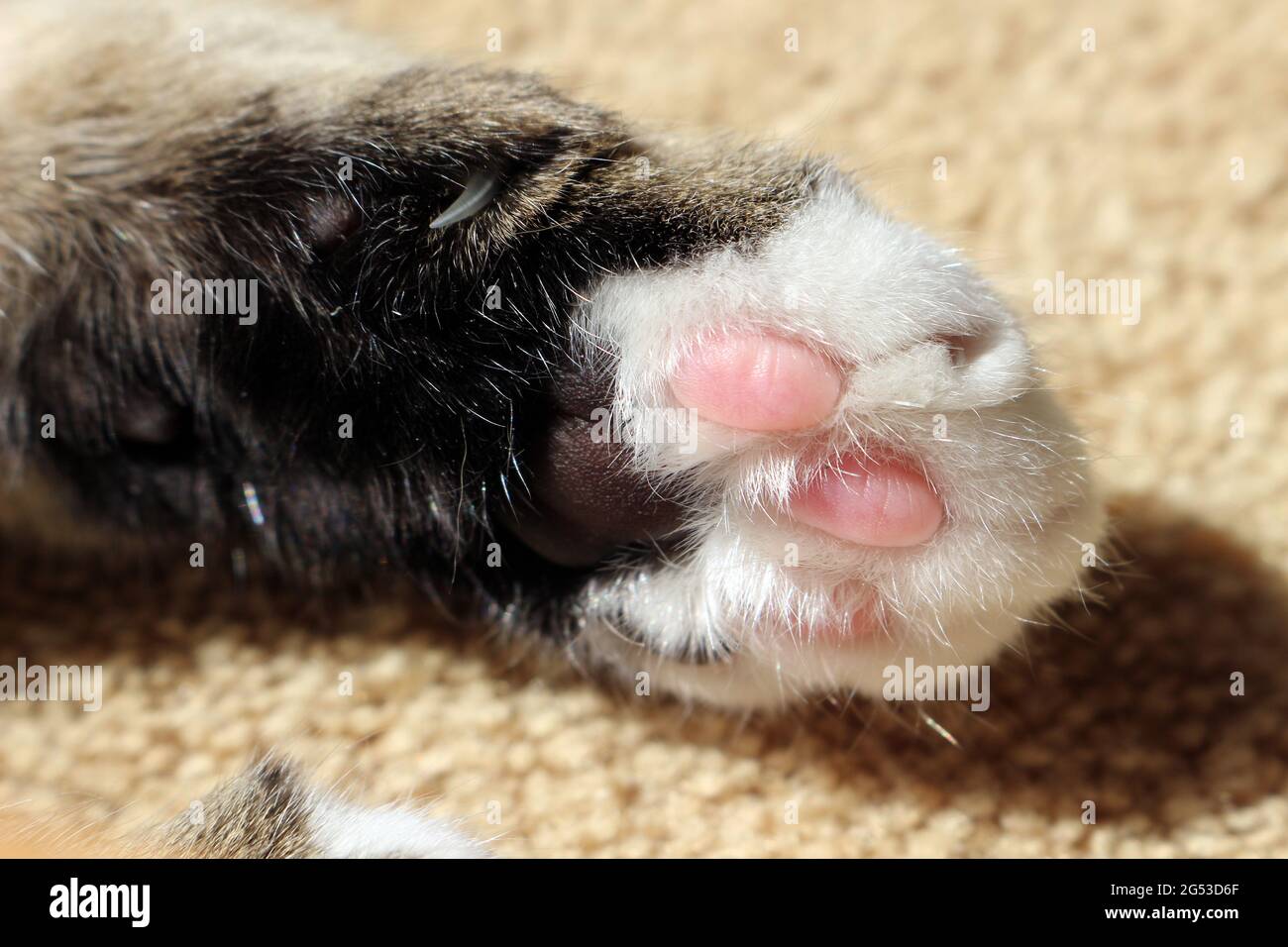 Nahaufnahme von Tabby und weißer Katzenpfote Stockfoto