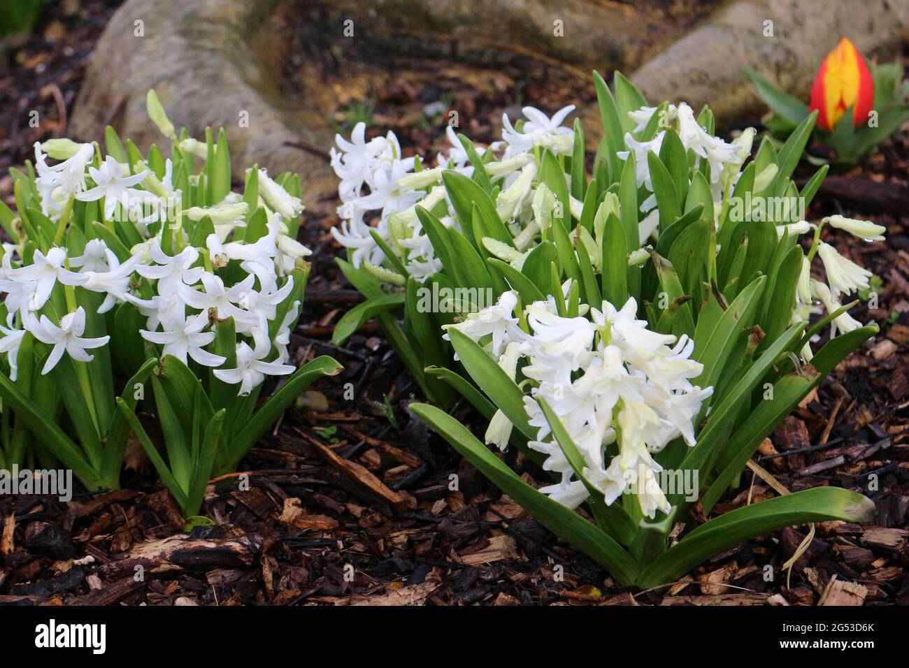 Weiße Hyazinthe blüht im Garten Stockfoto