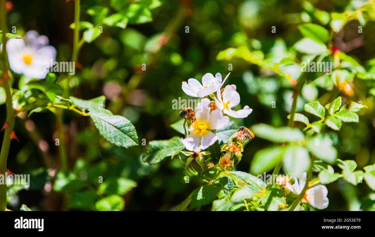 Zwei Marienkäfer auf einer weißen Blume Stockfoto