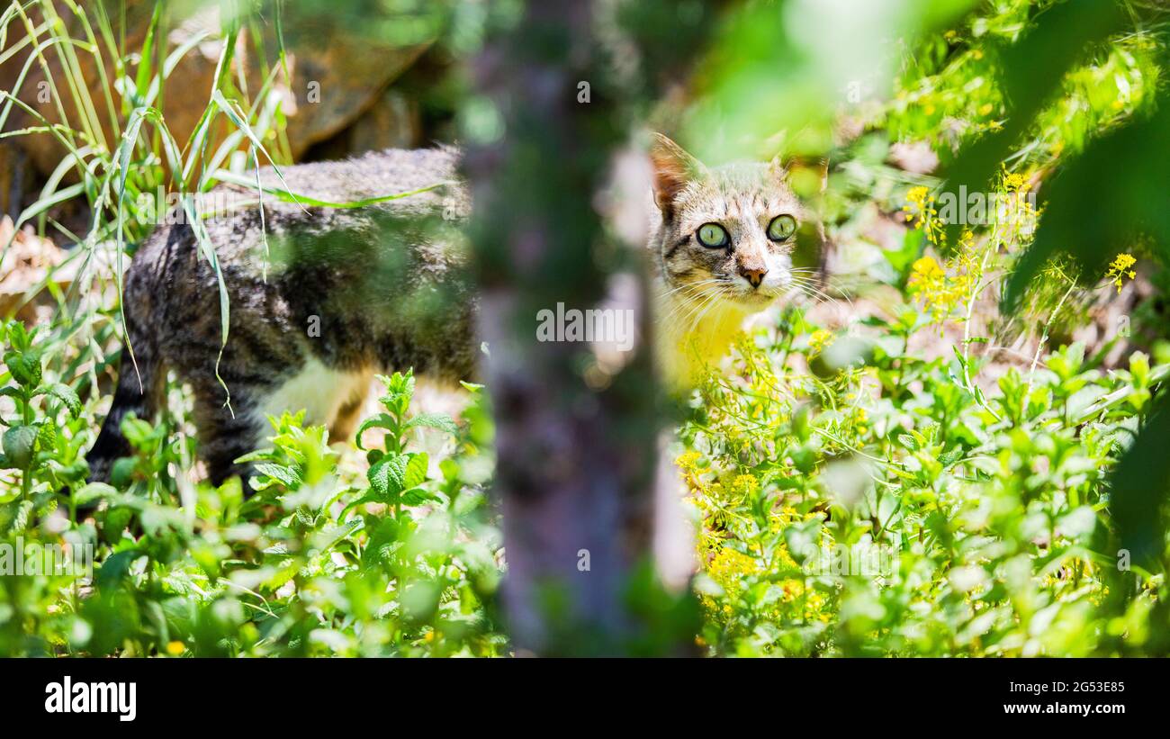 Katze schaut im Garten auf die Kamera Stockfoto