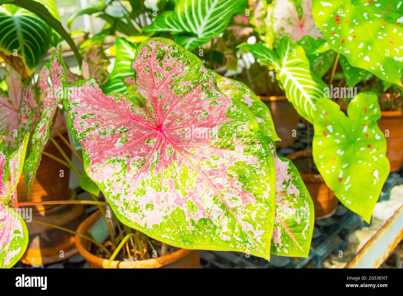 adansonii variegata Monstera Adansonii Variegata Rare Pot 9cm Stake – plantandstories main image 0