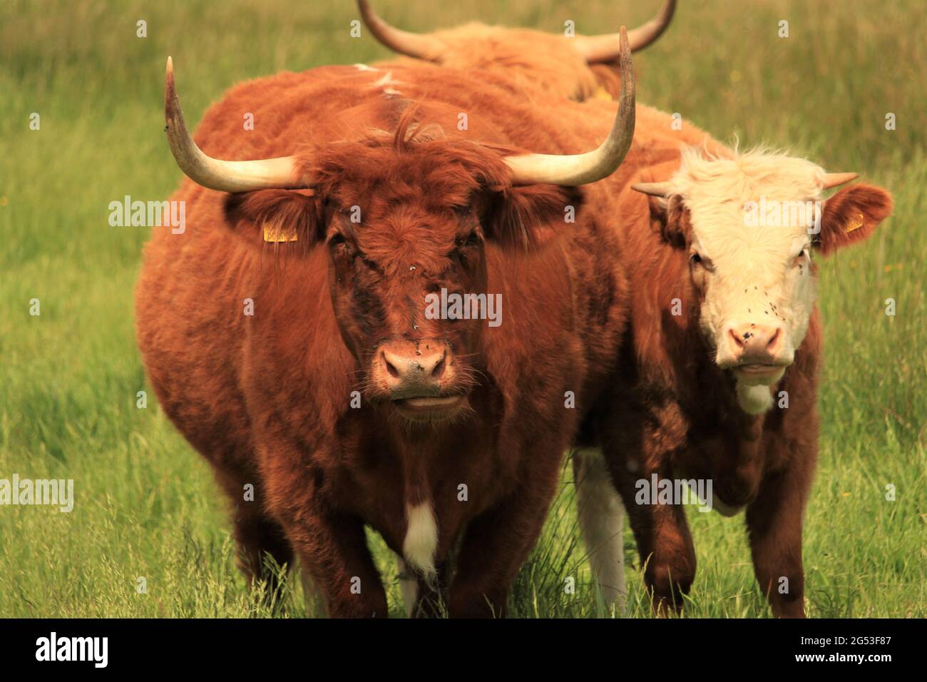 Farming & Agriculture Concept - Blick auf zwei langgehörnte Rinder auf der Weide Stockfoto