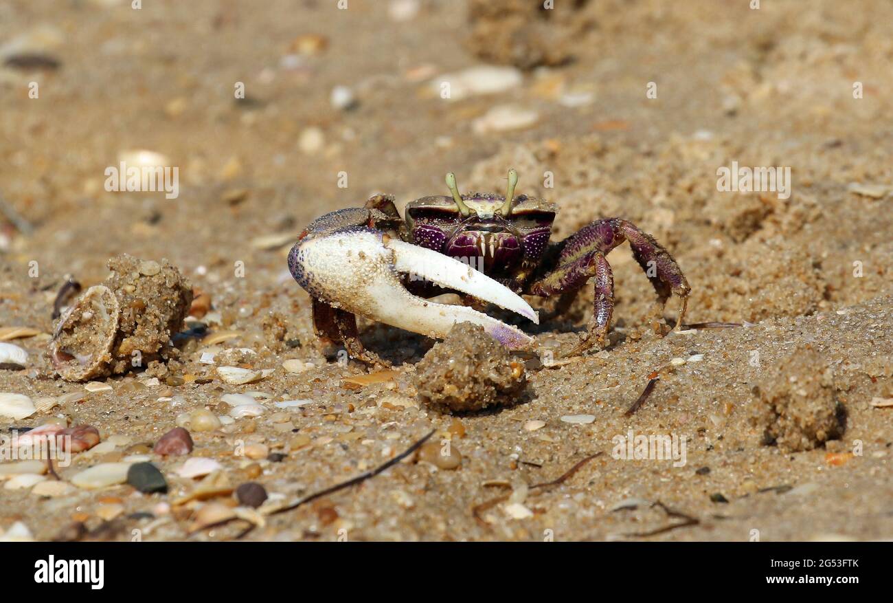 Männliche Fiddler-Krabbe, Naturpark Ria Formosa, Algarve, Portugal Stockfoto