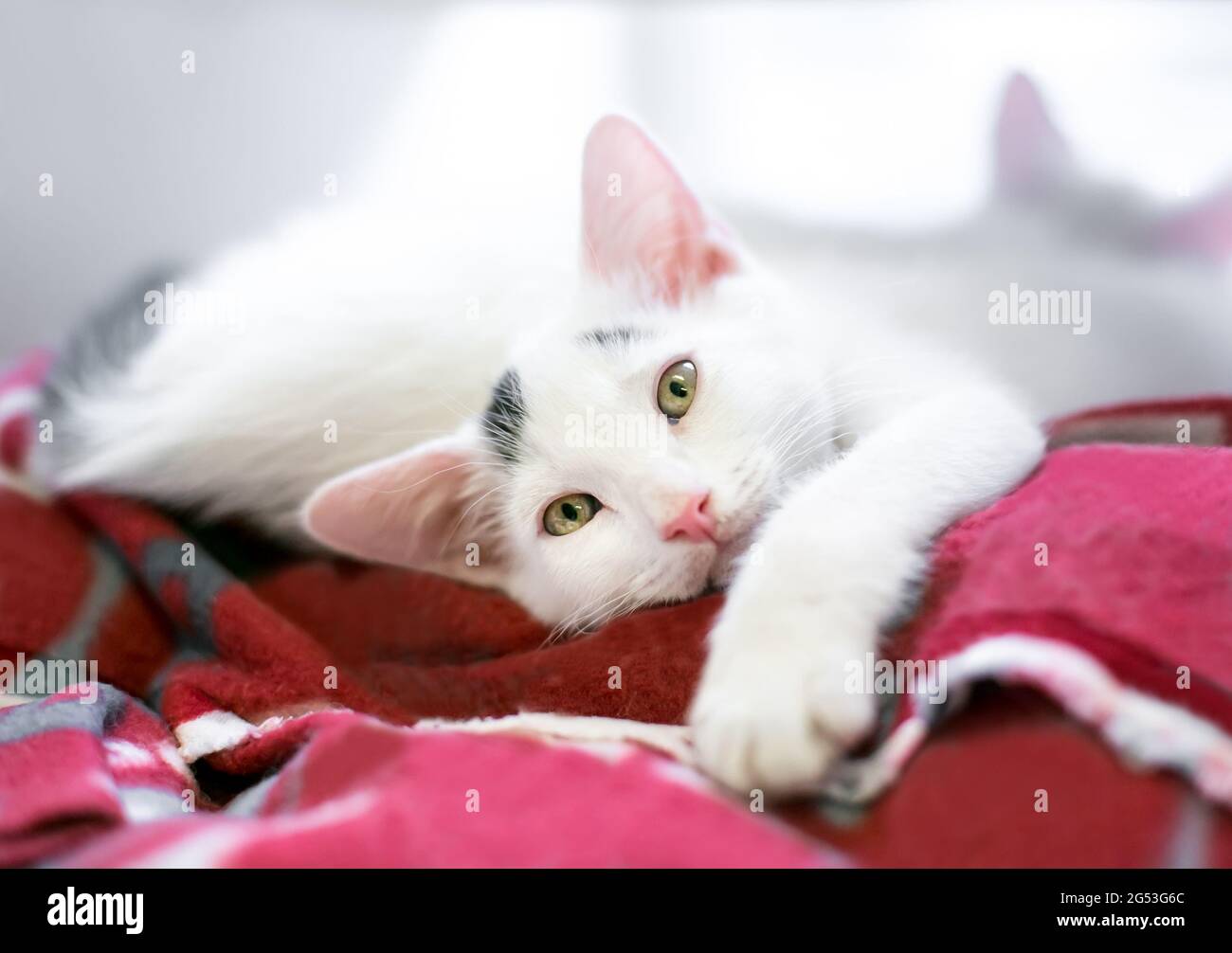 Ein junges Kurzhaar-Kätzchen, das sich auf einer weichen Decke entspannt Stockfoto