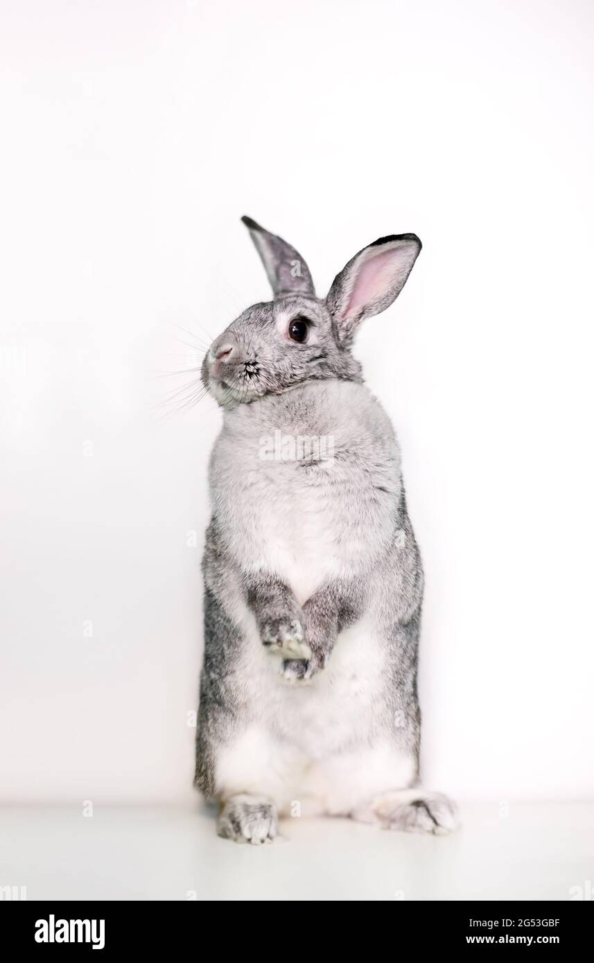 Ein riesiger Chinchilla-Hase, der aufrecht auf seinen Hinterbeinen sitzt Stockfoto