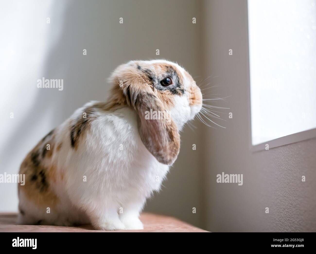 Ein loppohrig Kaninchen sitzt drinnen und schaut aus einem Fenster Stockfoto