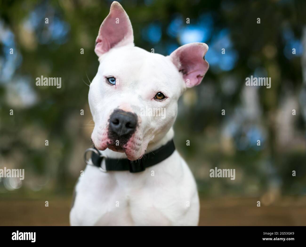 Ein weißer Pit Bull Terrier Mischlingshund mit Heterochromie in den Augen, einem blauen Auge und einem braunen Auge, der mit einem Kopfneigung zuhört Stockfoto