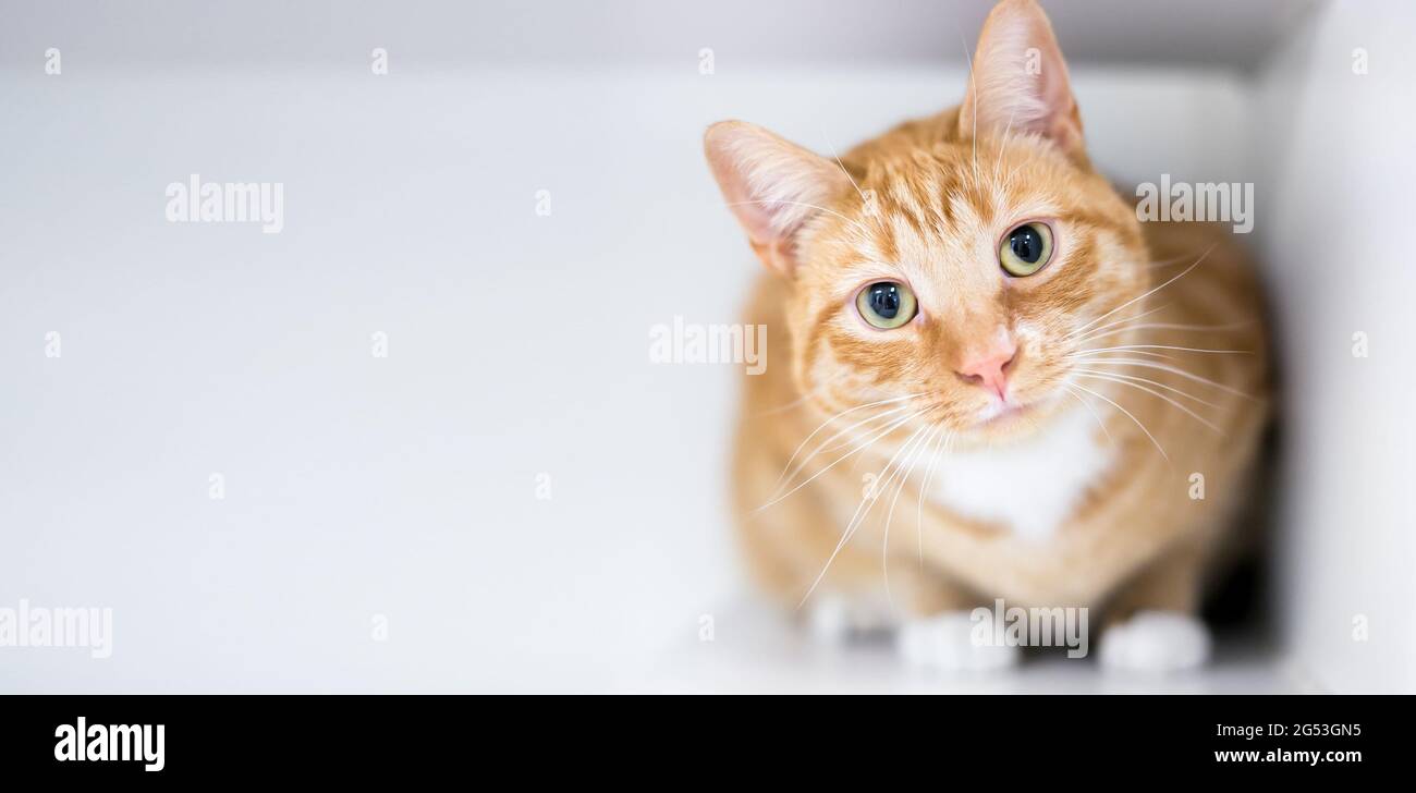 Eine orange gestromte Kurzhaarkatze hockend und mit einer Kopfneigung auf die Kamera schauend Stockfoto