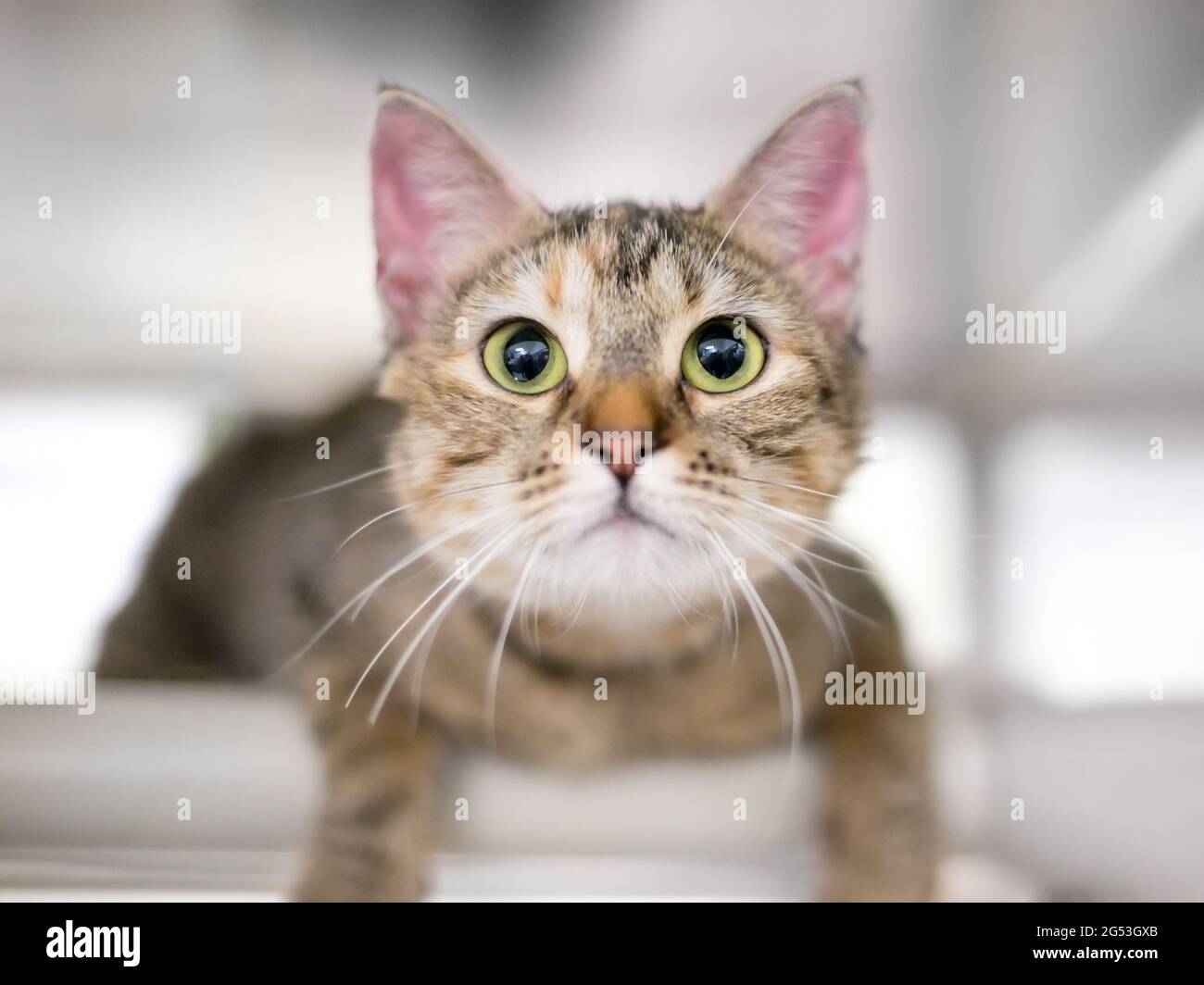 Ein süßes gestromtes Kurzhaar-Kätzchen, das mit erweiterten Pupillen auf die Kamera schaut Stockfoto