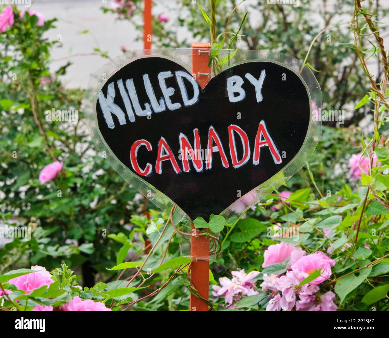 Ottawa, Kanada. Juni 2021. Heart with „Kiled Be Canada“, gezeichnet von einem Mitglied der Gemeinde zum Gedenken an die verlorenen Kinder der Canadian Indian Residential Schools und gepflanzt im Heart Garden am 50 Sussex Drive in der Hauptstadt des Landes. Der Heart Garden wurde von Befürwortern der sozialen Gerechtigkeit der Indigenen geschaffen, um zunächst die Kinder zu erinnern, die in der Indian Residential School starben Stockfoto