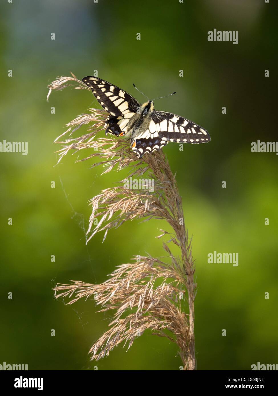 Der neu aufgetauchte Schwalbenschwanzschmetterling Papilio machaon Britannicus auf dem Jungfernflug bei Hickling Broad in Norfolk UK Stockfoto