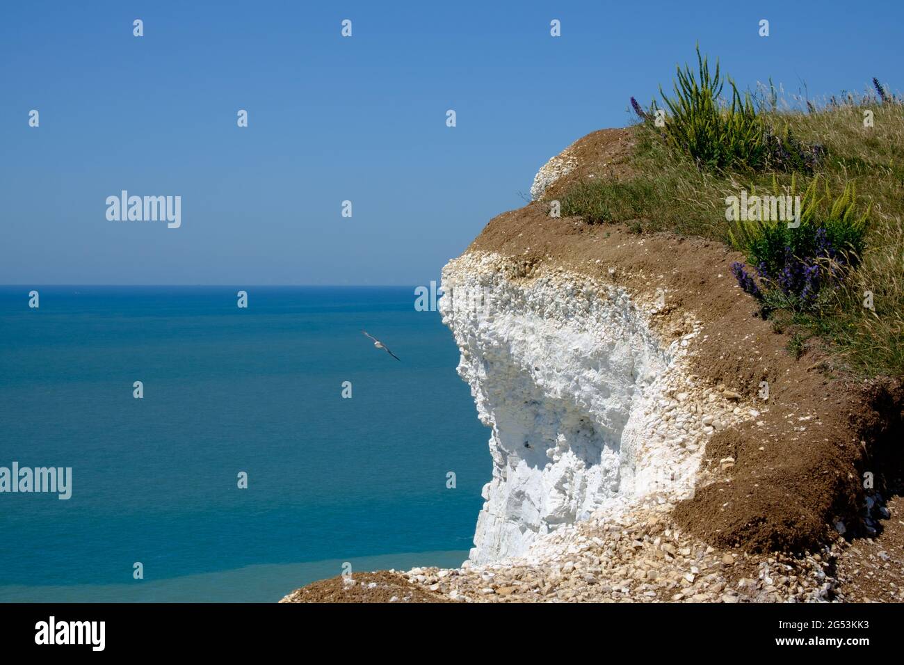 Staycation Idee. Weiße Kreidefelsen von Birling Gap am Ärmelkanal mit Gräsern auf der Oberseite und einer Möwe, die fliegt. East Sussex, England, Großbritannien Stockfoto