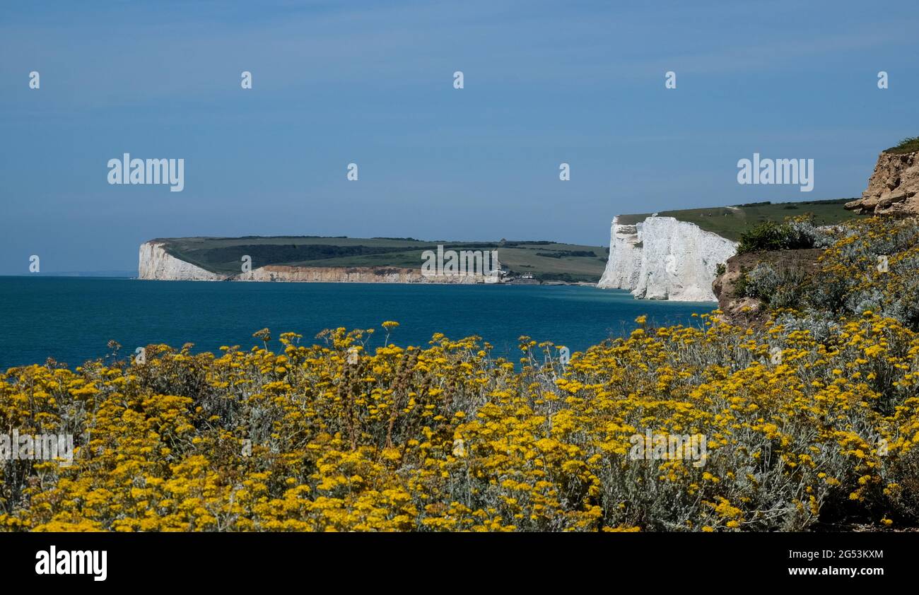 Staycation Idee. Gelbe Wildblumen wachsen mit den weißen Kreidefelsen der Seven Sisters im Hintergrund und dem Ärmelkanal in Beachy Head, England. Stockfoto