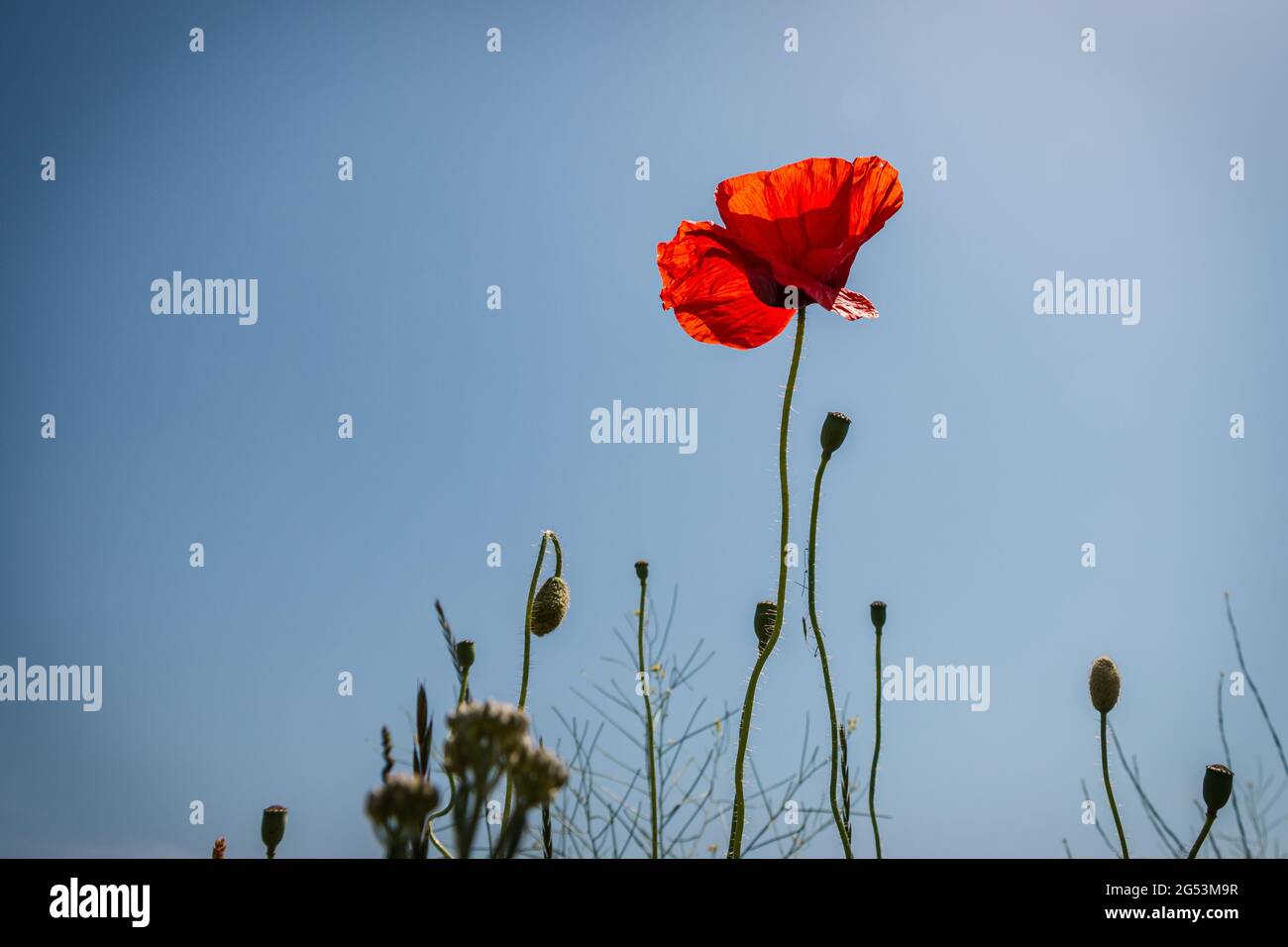 Schöner Mohn mit den roten zerbrechlichen Blütenblättern, Foto aufgenommen in Froschposition, Provinz Overijssel, Niederlande Stockfoto
