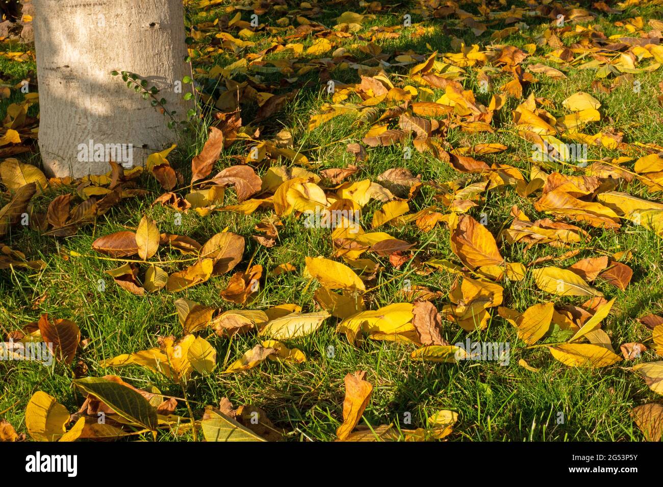 Laubfall, Blätter vom Walnussbaum im Herbst in der Abendsonne Stockfoto