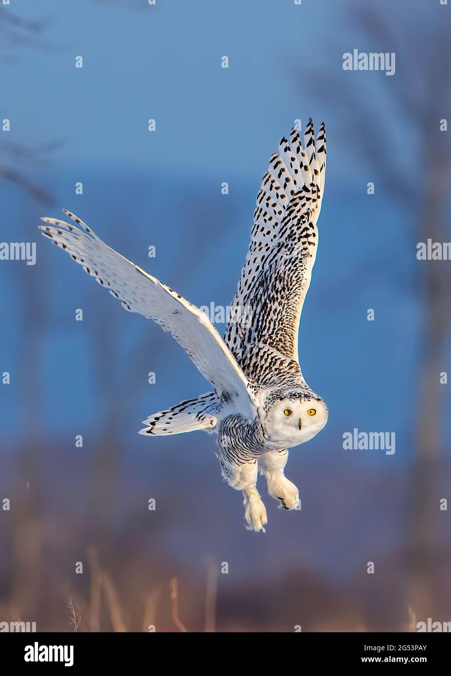 Die Sperlingskauz schwor zur Kamera. KANADA: Ein glücklicher TWOOLY-Fotograf wurde verschmackt, um ?buzzed? Zu werden? Von einer Eule mit einer Flügelspannweite von sechs Metern Stockfoto