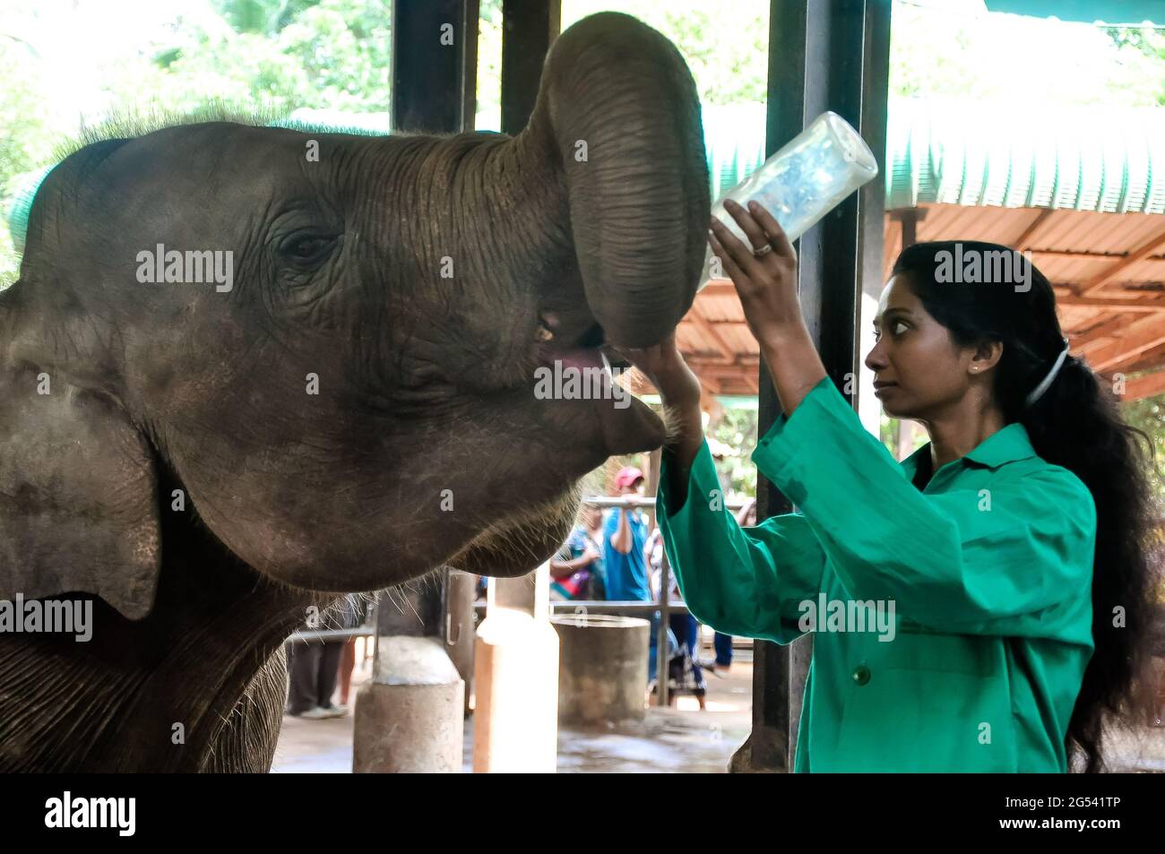 Gibt Milch für ein Elefantenbaby im elefanten-Waisenhaus pinnawala, srilanka Stockfoto