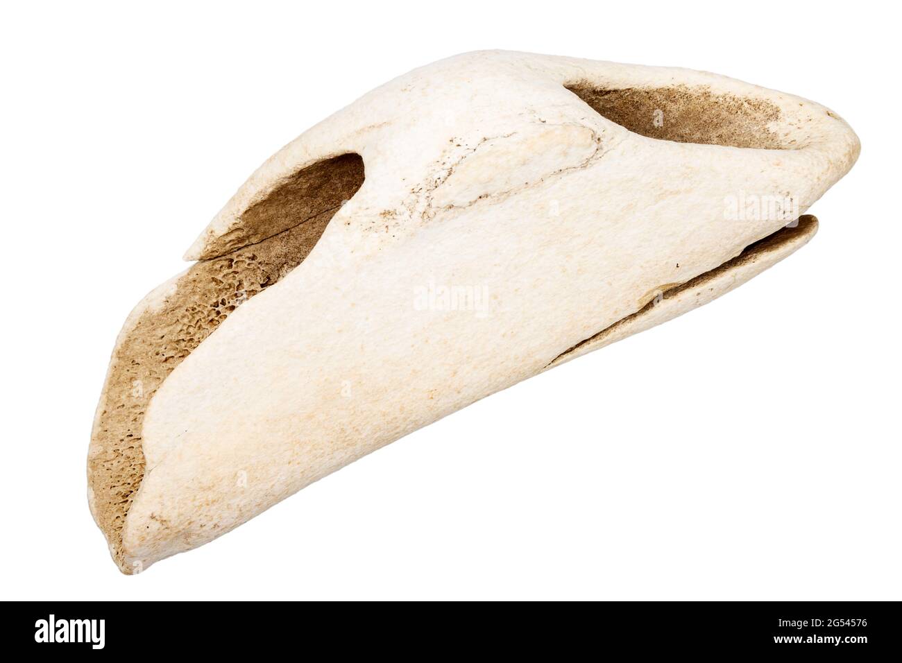 Stück der alten Knochen durch das Meer auf weißem Hintergrund geglättet Stockfoto