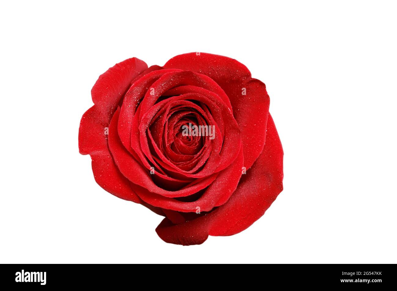 Knopf aus roter Rose mit Tau-Tropfen isoliert auf Weiß. Draufsicht. Stockfoto