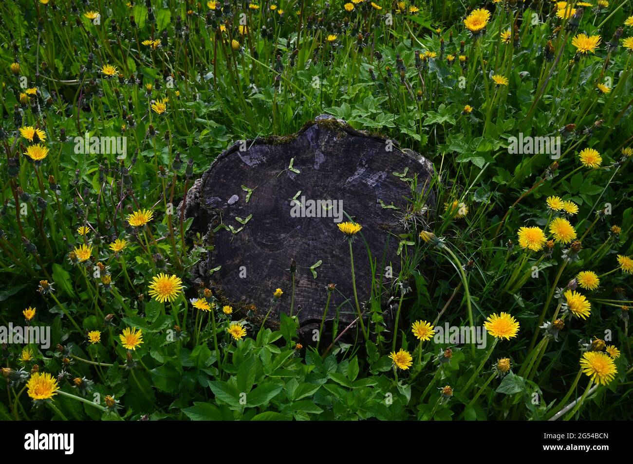 Alter Baumstumpf in einer grünen, blühenden Waldwiese Stockfoto