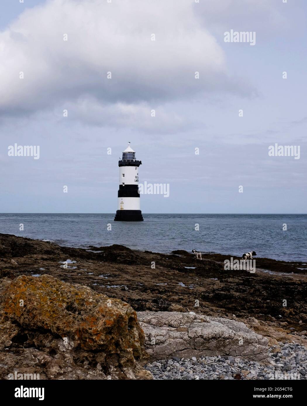 Anglesey Leuchtturm, felsiger Vordergrund, Hunde spielen an der Küste, Wales Stockfoto