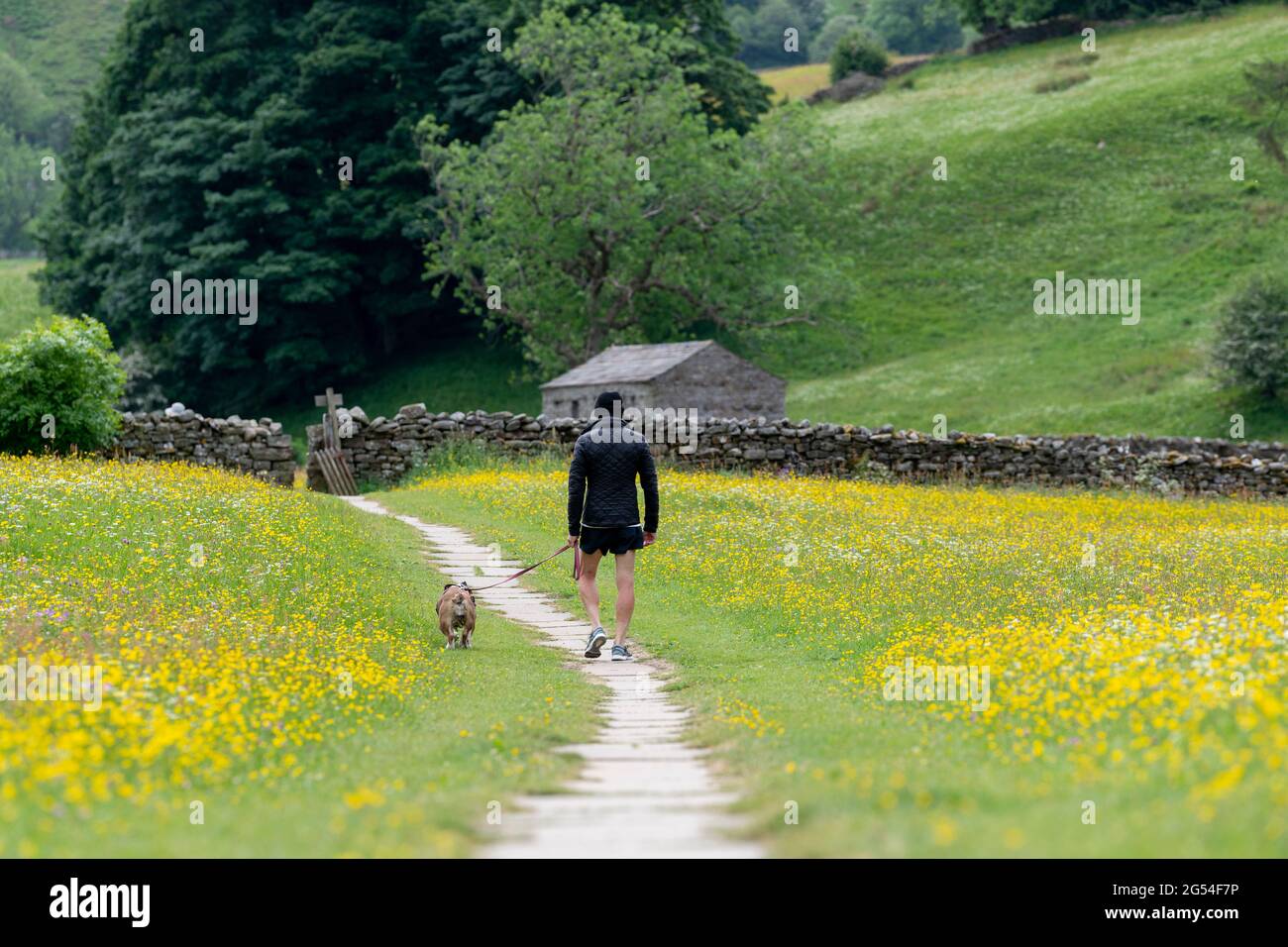 Touristen, die Hunde auf führt durch die Muker Wildblumenwiesen, Yorkshire Dales National Park, Großbritannien. Stockfoto