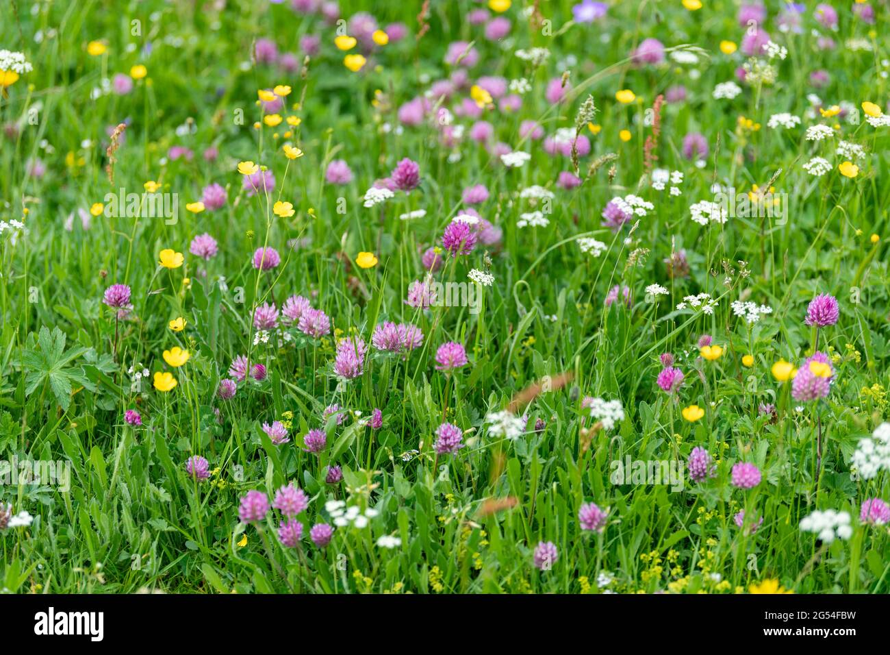 Wildblumenwiesen in Swaledale, voller Farben und verschiedener Pflanzen. North Yorkshire, Großbritannien. Stockfoto