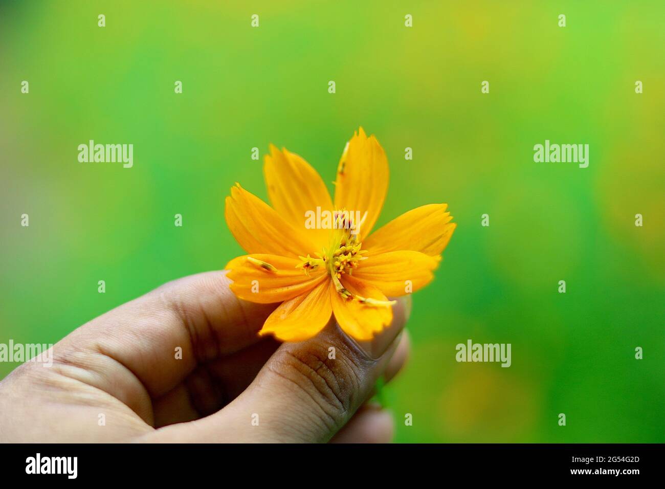 Schwefelkosmos Blume Stockfoto