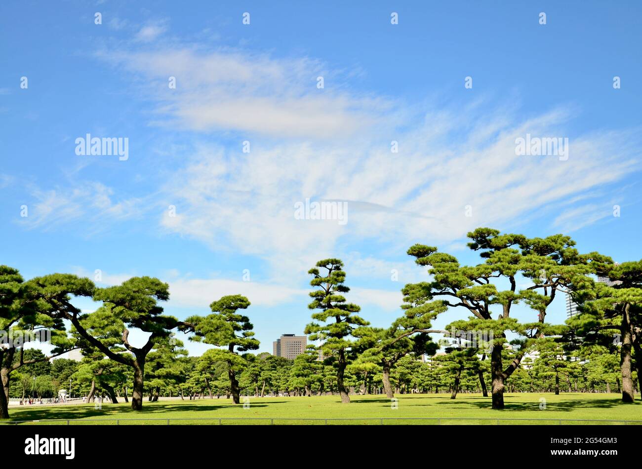 Japanische Schwarzkiefern im Kokyo Gaien National Garden Stockfoto